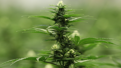 Find a Marijuana Dispensary Near Me with Friendly Experts