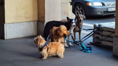Four dogs on leashes waiting outdoors in the city. Urban pet scene. — Do Cats Sing?