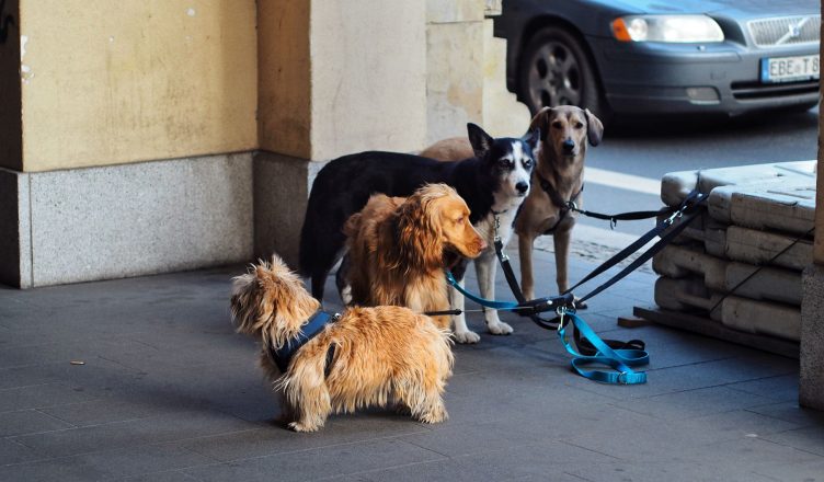 Four dogs on leashes waiting outdoors in the city. Urban pet scene. — Do Cats Sing?