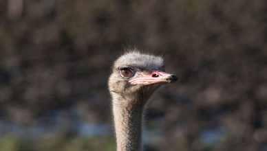 Detailed close-up of an ostrich head in its natural environment, showcasing its features. — What are the key factors to look