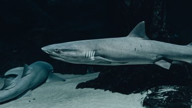 Shark Tank impact on B-schools